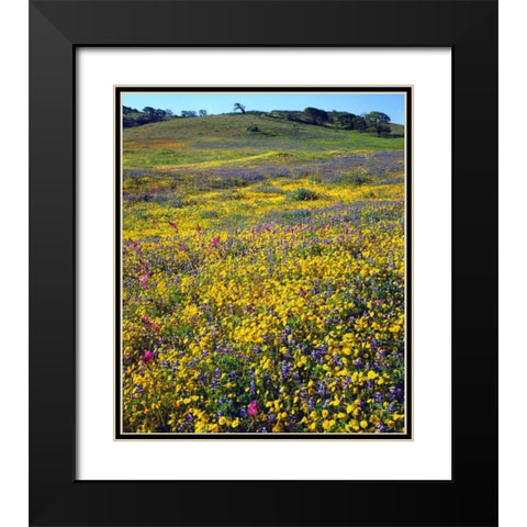 California, Cuyamaca Rancho SP Flower landscape Black Modern Wood Framed Art Print with Double Matting by Talbot Frank, Christopher