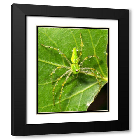 USA, California, Dew on a Green Lynx Spider Black Modern Wood Framed Art Print with Double Matting by Talbot Frank, Christopher
