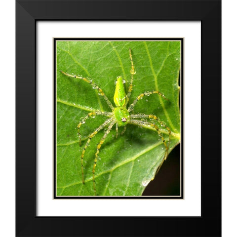 USA, California, Dew on a Green Lynx Spider Black Modern Wood Framed Art Print with Double Matting by Talbot Frank, Christopher