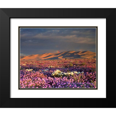 CA, Dumont Dunes A rainbow over wildflowers Black Modern Wood Framed Art Print with Double Matting by Talbot Frank, Christopher