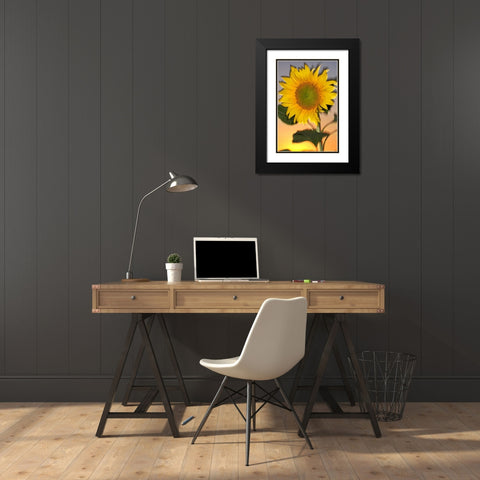 CA, Hybrid sunflower blowing in the wind at dusk Black Modern Wood Framed Art Print with Double Matting by Talbot Frank, Christopher