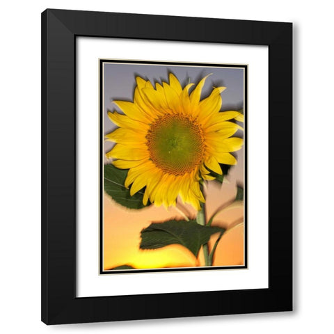 CA, Hybrid sunflower blowing in the wind at dusk Black Modern Wood Framed Art Print with Double Matting by Talbot Frank, Christopher