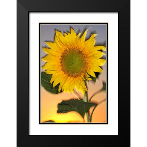 CA, Hybrid sunflower blowing in the wind at dusk Black Modern Wood Framed Art Print with Double Matting by Talbot Frank, Christopher