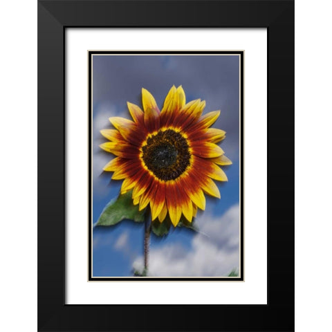 CA, Sunflower blowing in the wind at sunset Black Modern Wood Framed Art Print with Double Matting by Talbot Frank, Christopher