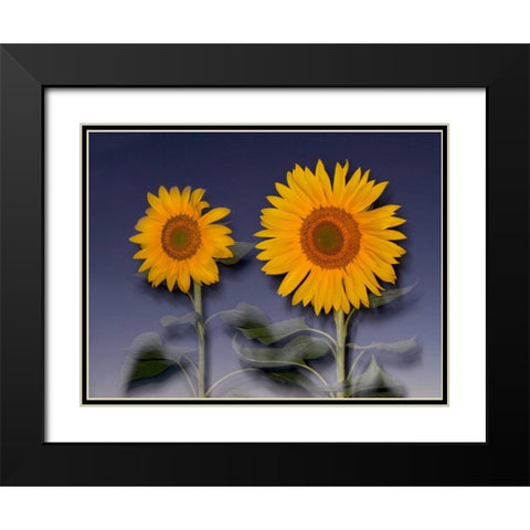 CA, Hybrid sunflowers blowing in the wind at dusk Black Modern Wood Framed Art Print with Double Matting by Talbot Frank, Christopher
