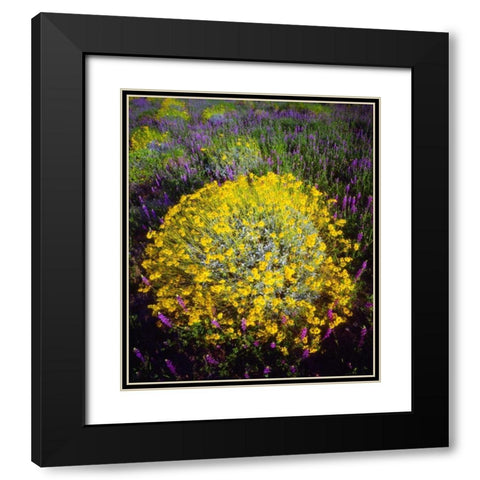CA, Joshua Tree NP Brittlebush and Lupine Black Modern Wood Framed Art Print with Double Matting by Talbot Frank, Christopher