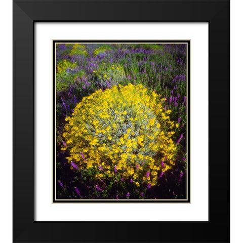 CA, Joshua Tree NP Brittlebush and Lupine Black Modern Wood Framed Art Print with Double Matting by Talbot Frank, Christopher