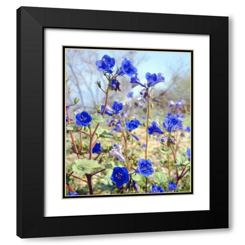 CA, Joshua Tree NP Desert Bell flowers Black Modern Wood Framed Art Print with Double Matting by Talbot Frank, Christopher