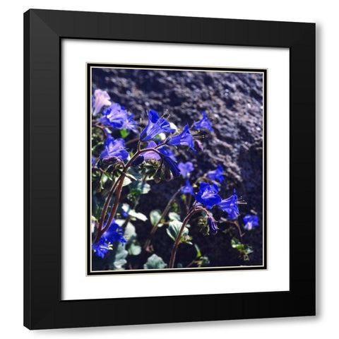 CA, Joshua Tree NP Desert Bell flowers Black Modern Wood Framed Art Print with Double Matting by Talbot Frank, Christopher