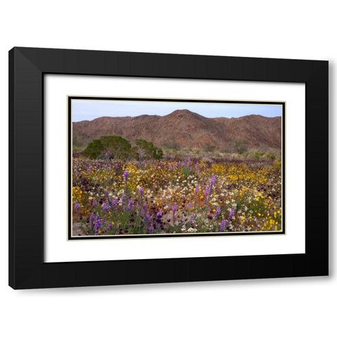 California, Joshua Tree NP Desert Wildflowers Black Modern Wood Framed Art Print with Double Matting by Talbot Frank, Christopher