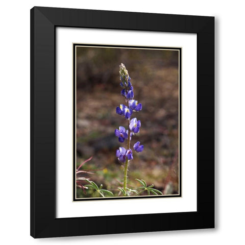 California, Joshua Tree NP Lupine Wildflowers Black Modern Wood Framed Art Print with Double Matting by Talbot Frank, Christopher