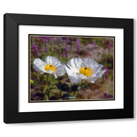California, Joshua Tree NP Prickly Poppy flowers Black Modern Wood Framed Art Print with Double Matting by Talbot Frank, Christopher