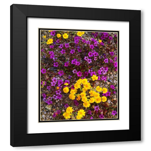 USA, California, Joshua Tree NP Wildflowers Black Modern Wood Framed Art Print with Double Matting by Talbot Frank, Christopher