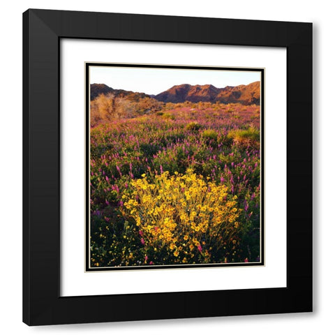USA, California, Joshua Tree NP Wildflowers Black Modern Wood Framed Art Print with Double Matting by Talbot Frank, Christopher
