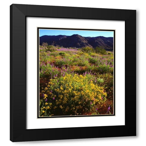 USA, California, Joshua Tree NP Wildflowers Black Modern Wood Framed Art Print with Double Matting by Talbot Frank, Christopher