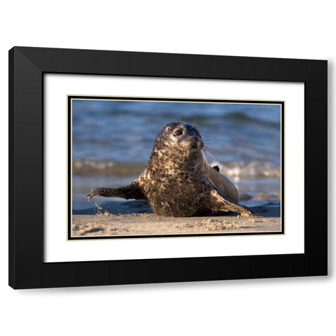 CA, La Jolla A baby seal in Childrens Pool Black Modern Wood Framed Art Print with Double Matting by Talbot Frank, Christopher
