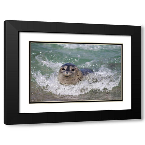 USA, California, La Jolla A baby seal surfing Black Modern Wood Framed Art Print with Double Matting by Talbot Frank, Christopher