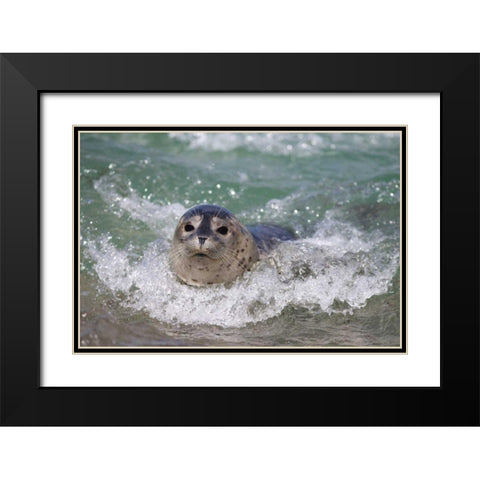 USA, California, La Jolla A baby seal surfing Black Modern Wood Framed Art Print with Double Matting by Talbot Frank, Christopher