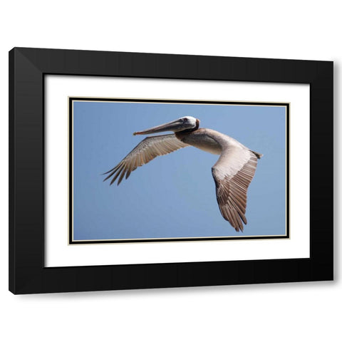 CA, La Jolla A Pelican Flying over the Coast Black Modern Wood Framed Art Print with Double Matting by Talbot Frank, Christopher