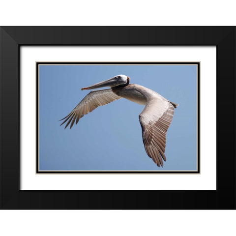 CA, La Jolla A Pelican Flying over the Coast Black Modern Wood Framed Art Print with Double Matting by Talbot Frank, Christopher