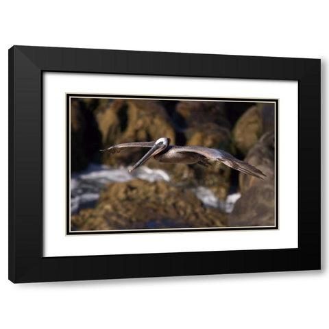CA, La Jolla A Pelican Flying over the Coast Black Modern Wood Framed Art Print with Double Matting by Talbot Frank, Christopher