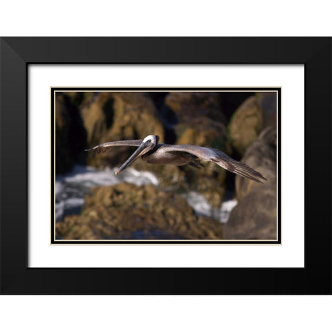 CA, La Jolla A Pelican Flying over the Coast Black Modern Wood Framed Art Print with Double Matting by Talbot Frank, Christopher