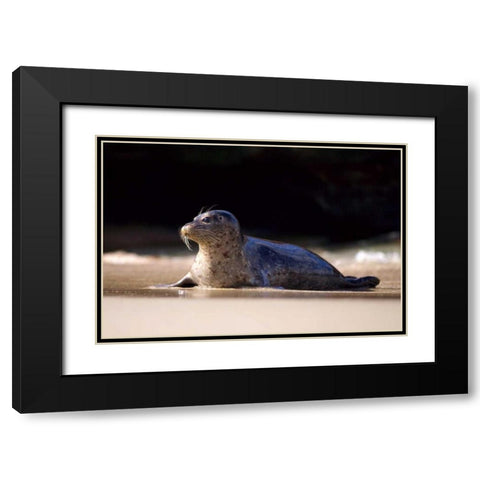 CA, La Jolla A seal on a beach along the Coast Black Modern Wood Framed Art Print with Double Matting by Talbot Frank, Christopher