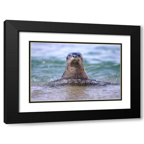 CA, La Jolla A seal swimming along the Coast Black Modern Wood Framed Art Print with Double Matting by Talbot Frank, Christopher