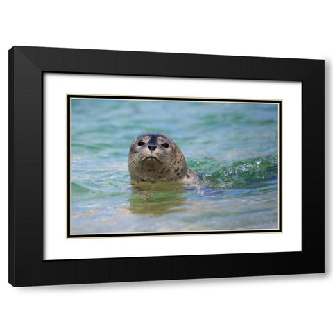 California, La Jolla Swimming with a baby seal Black Modern Wood Framed Art Print with Double Matting by Talbot Frank, Christopher