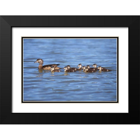 California Wood Ducklings on Lindo Lake Black Modern Wood Framed Art Print with Double Matting by Talbot Frank, Christopher
