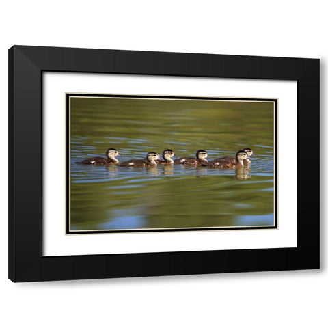 California Wood Ducklings on Lindo Lake Black Modern Wood Framed Art Print with Double Matting by Talbot Frank, Christopher