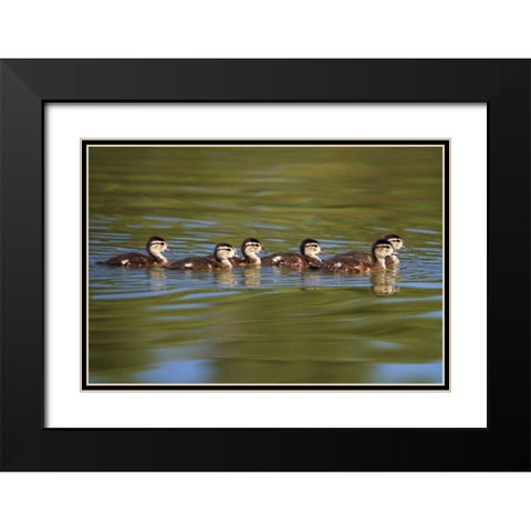 California Wood Ducklings on Lindo Lake Black Modern Wood Framed Art Print with Double Matting by Talbot Frank, Christopher