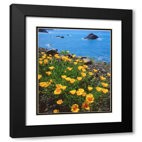 USA, California, Poppies along the Pacific Coast Black Modern Wood Framed Art Print with Double Matting by Talbot Frank, Christopher