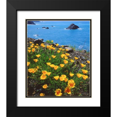 USA, California, Poppies along the Pacific Coast Black Modern Wood Framed Art Print with Double Matting by Talbot Frank, Christopher