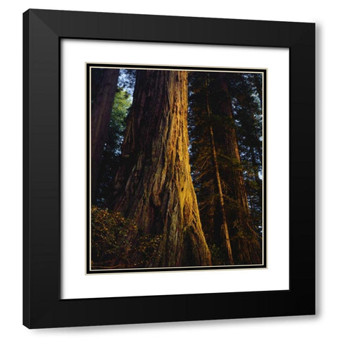 CA, Redwoods Old-growth Redwood tree at Sunset Black Modern Wood Framed Art Print with Double Matting by Talbot Frank, Christopher