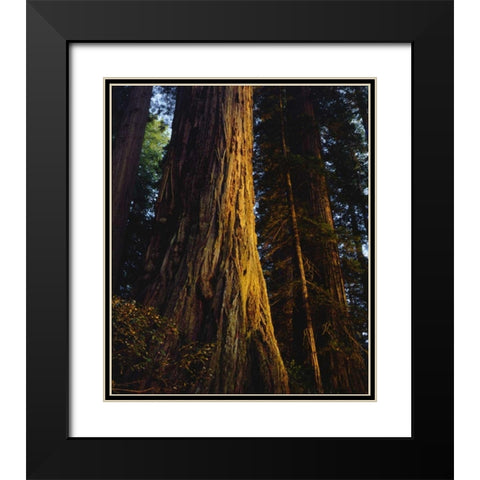 CA, Redwoods Old-growth Redwood tree at Sunset Black Modern Wood Framed Art Print with Double Matting by Talbot Frank, Christopher