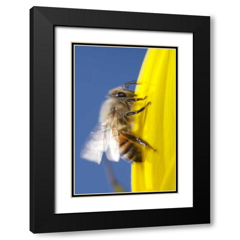 USA, California, San Diego, Honey Bee taking off Black Modern Wood Framed Art Print with Double Matting by Talbot Frank, Christopher