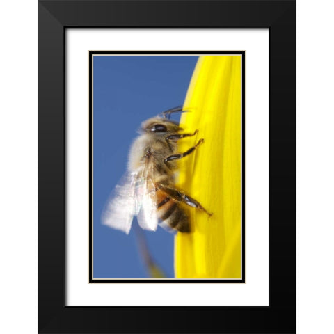USA, California, San Diego, Honey Bee taking off Black Modern Wood Framed Art Print with Double Matting by Talbot Frank, Christopher
