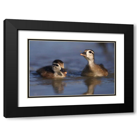 CA, San Diego, Wood ducklings on Lindo Lake Black Modern Wood Framed Art Print with Double Matting by Talbot Frank, Christopher