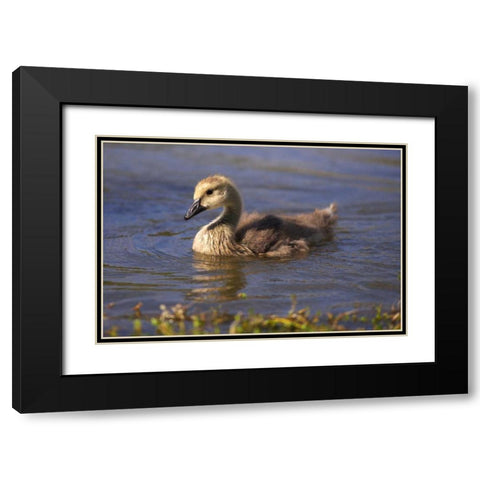 California, San Diego, Lakeside Canada Gosling Black Modern Wood Framed Art Print with Double Matting by Talbot Frank, Christopher