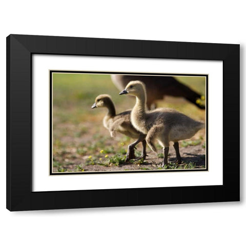 CA, San Diego, Close up of Canada Goslings Black Modern Wood Framed Art Print with Double Matting by Talbot Frank, Christopher