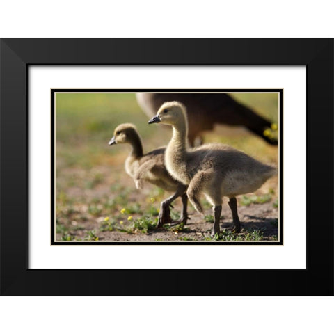 CA, San Diego, Close up of Canada Goslings Black Modern Wood Framed Art Print with Double Matting by Talbot Frank, Christopher