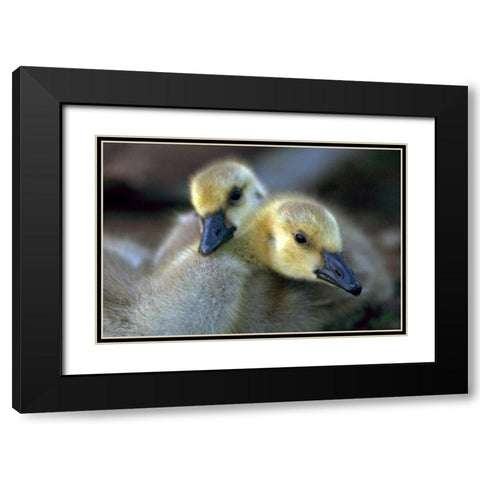 California, San Diego, Lakeside Canada Goslings Black Modern Wood Framed Art Print with Double Matting by Talbot Frank, Christopher