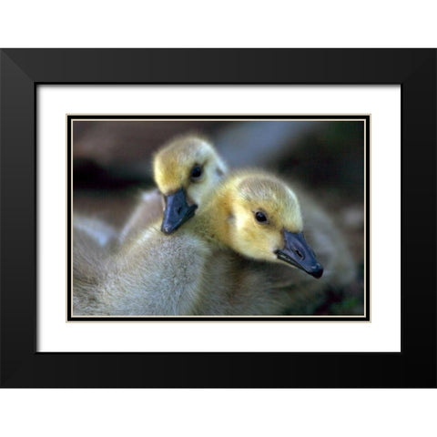 California, San Diego, Lakeside Canada Goslings Black Modern Wood Framed Art Print with Double Matting by Talbot Frank, Christopher