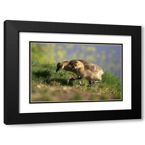 California, San Diego, Lakeside Canada Goslings Black Modern Wood Framed Art Print with Double Matting by Talbot Frank, Christopher