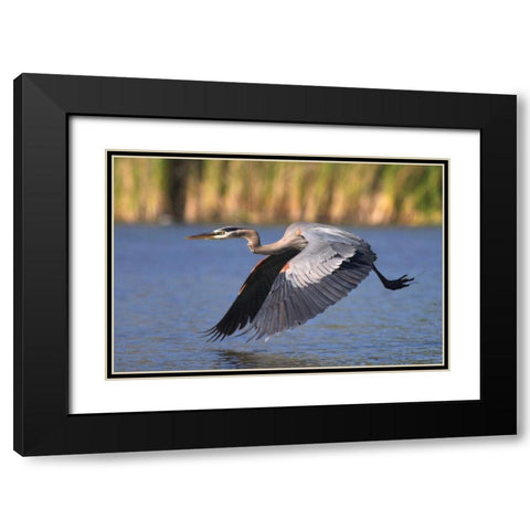 California, San Diego, Great Blue Heron flying Black Modern Wood Framed Art Print with Double Matting by Talbot Frank, Christopher