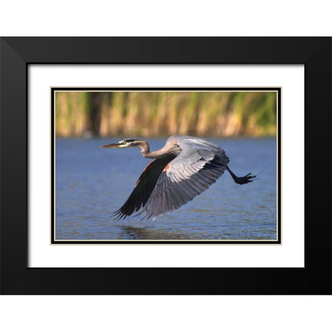 California, San Diego, Great Blue Heron flying Black Modern Wood Framed Art Print with Double Matting by Talbot Frank, Christopher