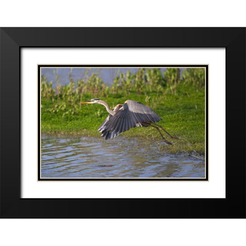 California, San Diego, Great Blue Heron flying Black Modern Wood Framed Art Print with Double Matting by Talbot Frank, Christopher