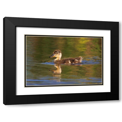 California, San Diego, Lakeside Mallard Duckling Black Modern Wood Framed Art Print with Double Matting by Talbot Frank, Christopher