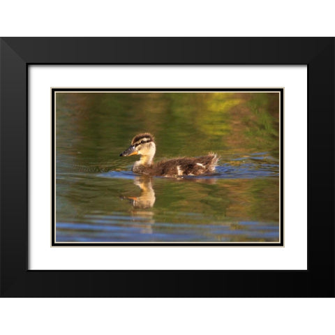 California, San Diego, Lakeside Mallard Duckling Black Modern Wood Framed Art Print with Double Matting by Talbot Frank, Christopher